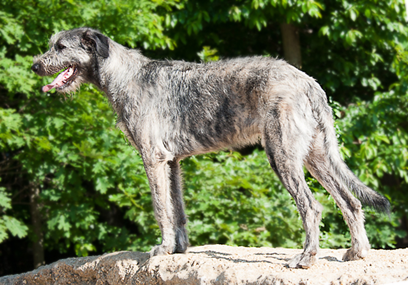 Irish Wolfhound Puppy Growth Chart