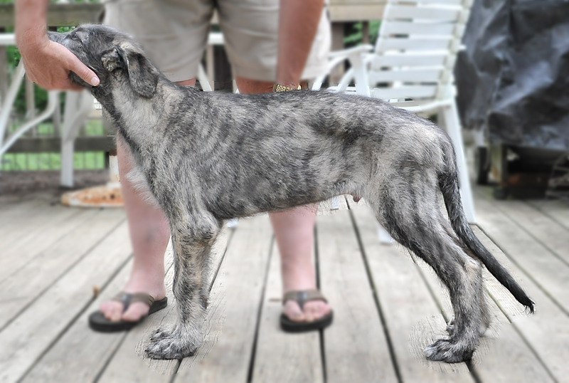 Irish Wolfhound Puppy Growth Chart