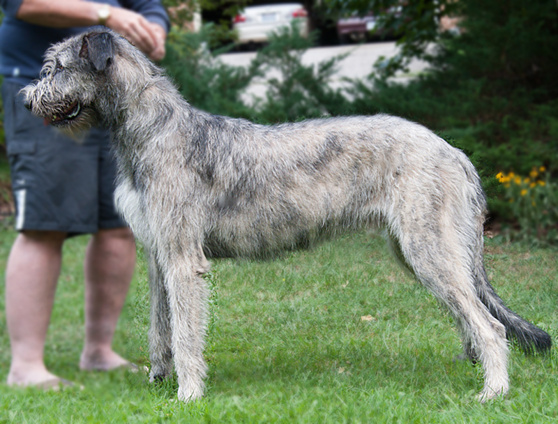 Irish Wolfhound Size Chart