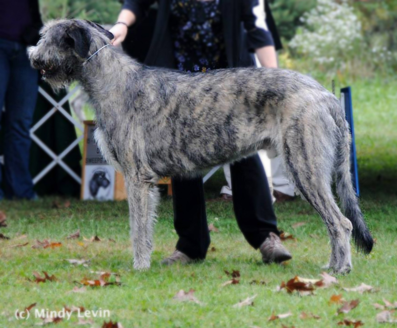 Irish Wolfhound Puppy Growth Chart