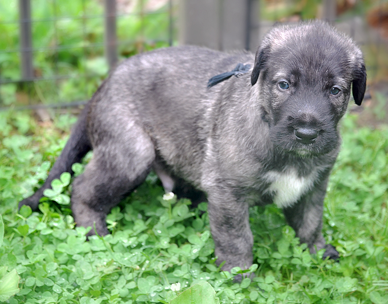 4 week old IW puppy