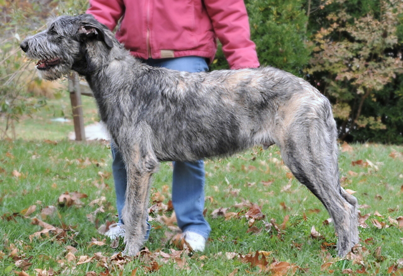 Irish Wolfhound Puppy Growth Chart