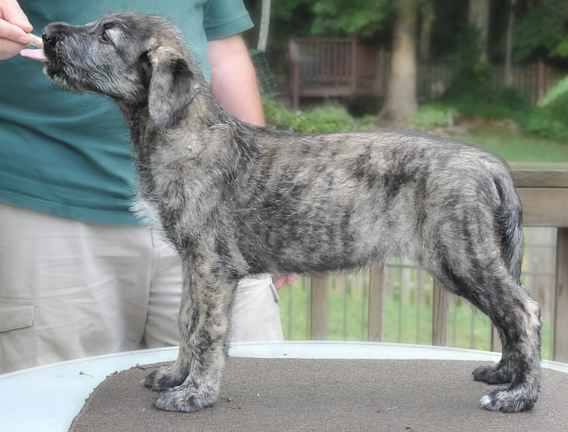 Irish Wolfhound Puppy Growth Chart