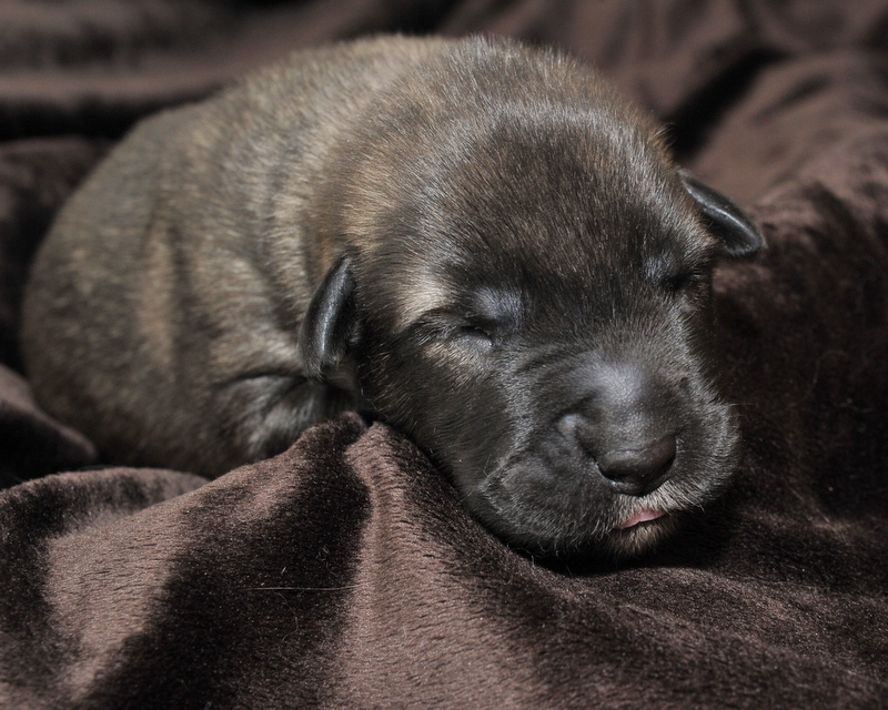 newborn IW puppy