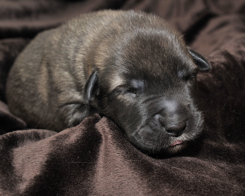 Irish Wolfhound Puppy Growth Chart