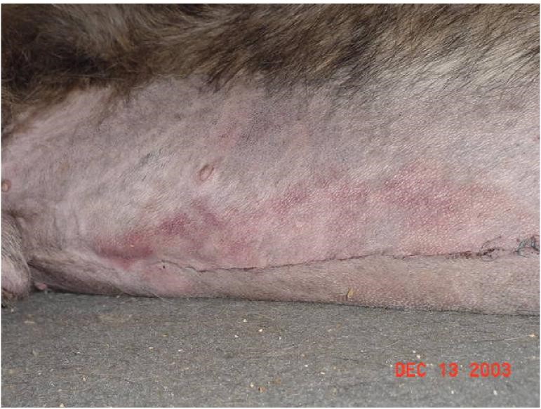 bloat surgery incision