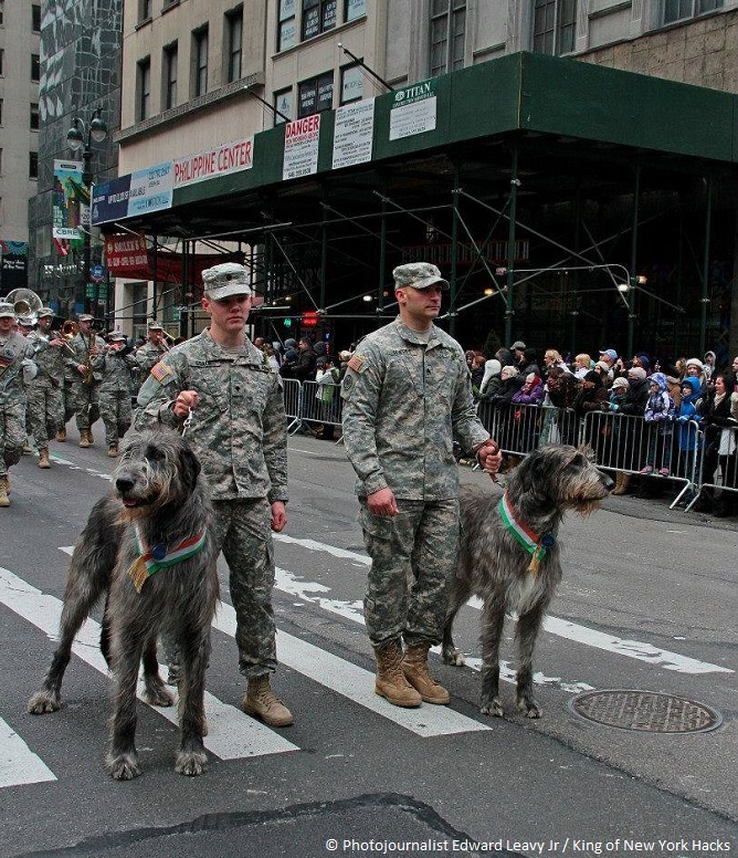 Wolfhounds in the Parade