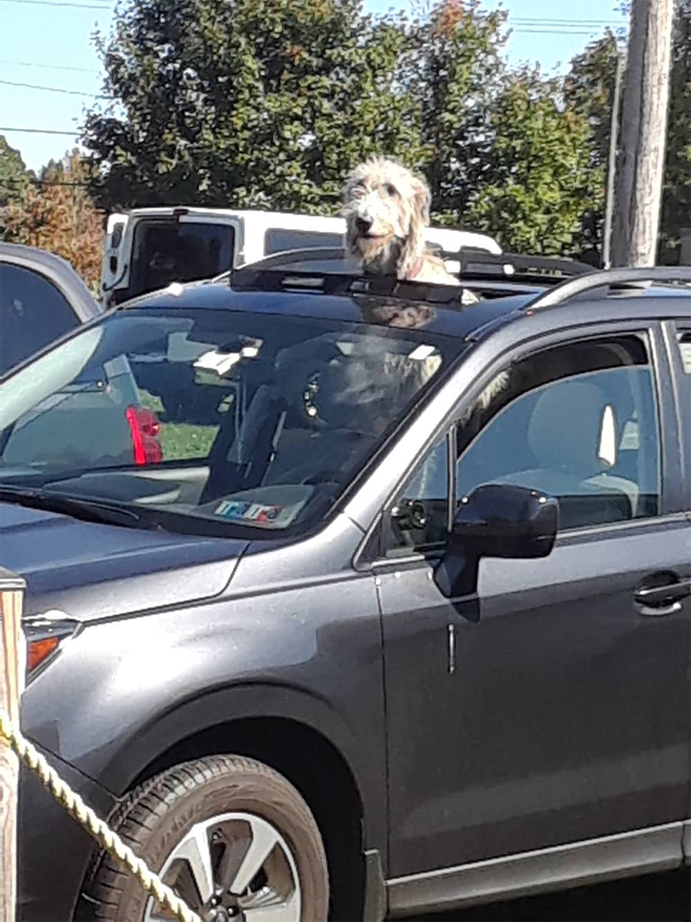 Wolfhound head sticking up through van sunroof.