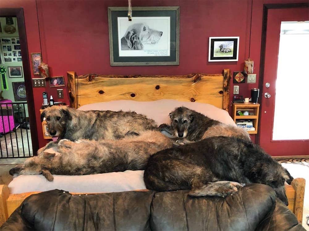 Hounds on the bed