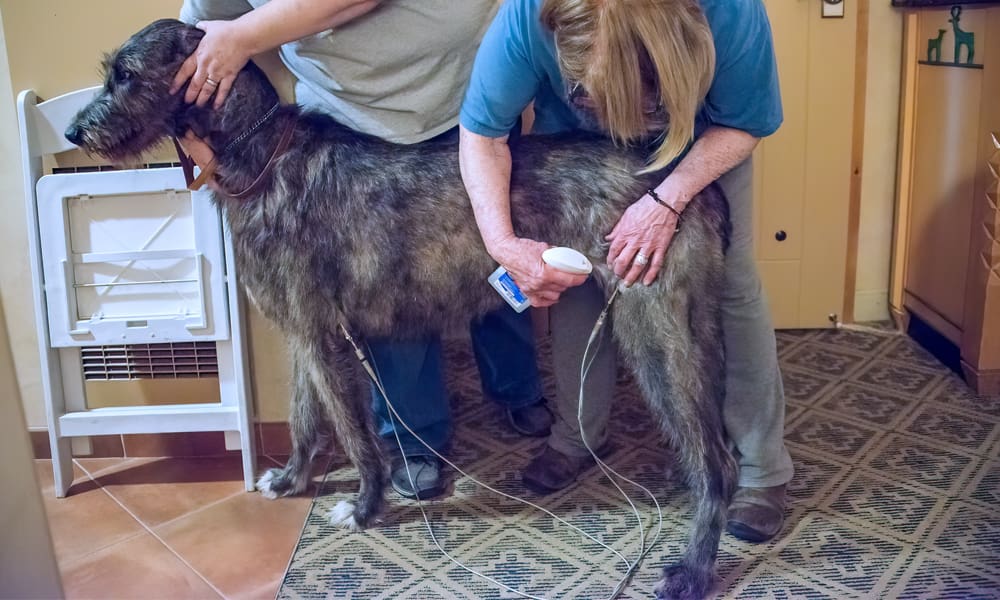 Irish Wolfhound getting EKG done by volunteers with IWCA and IWF.