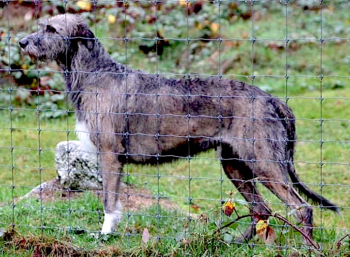 Irish Wolfhound, bitch