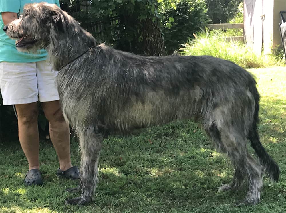 Irish Wolfhound, dog