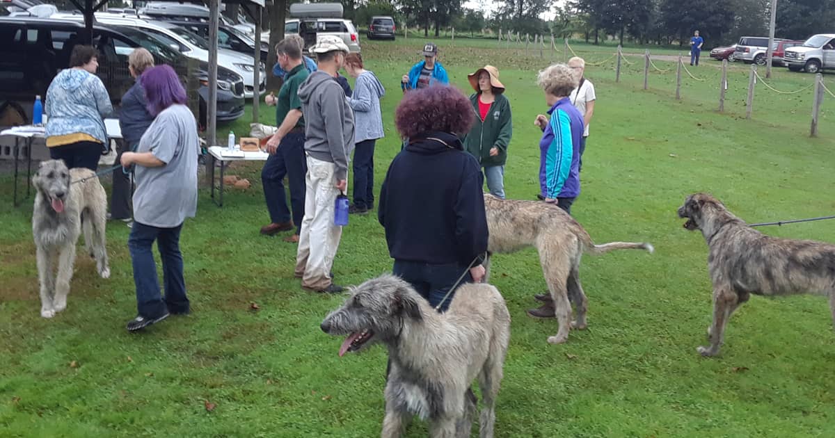 Wolfhounds and their owners at a LGRA event