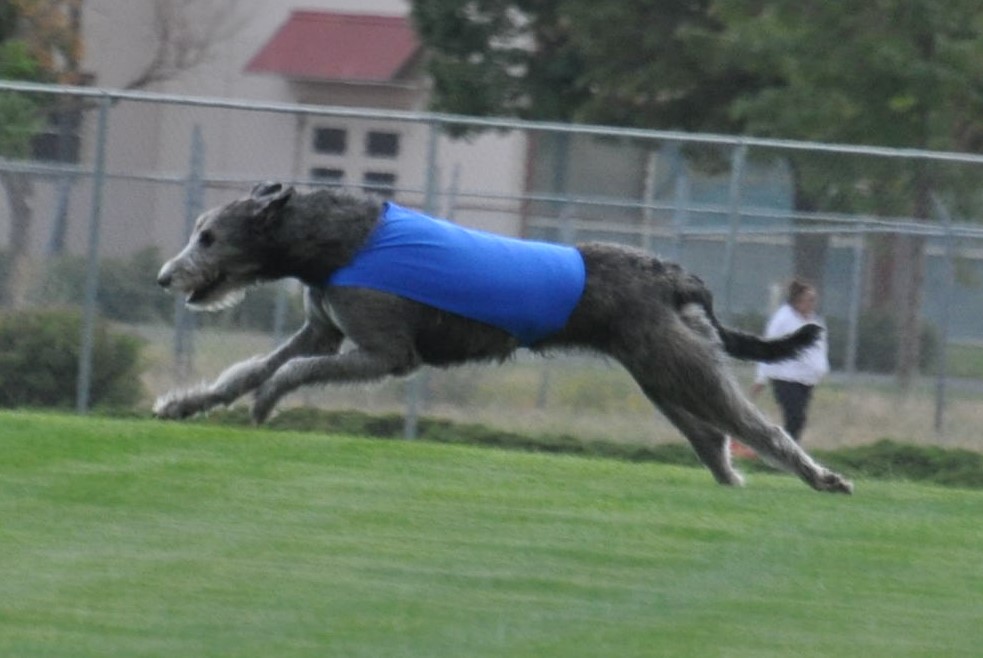 Paris lure coursing at the Rocky Mountain Irish Wolfhound Association trial (photo credit: Lori Walker)
