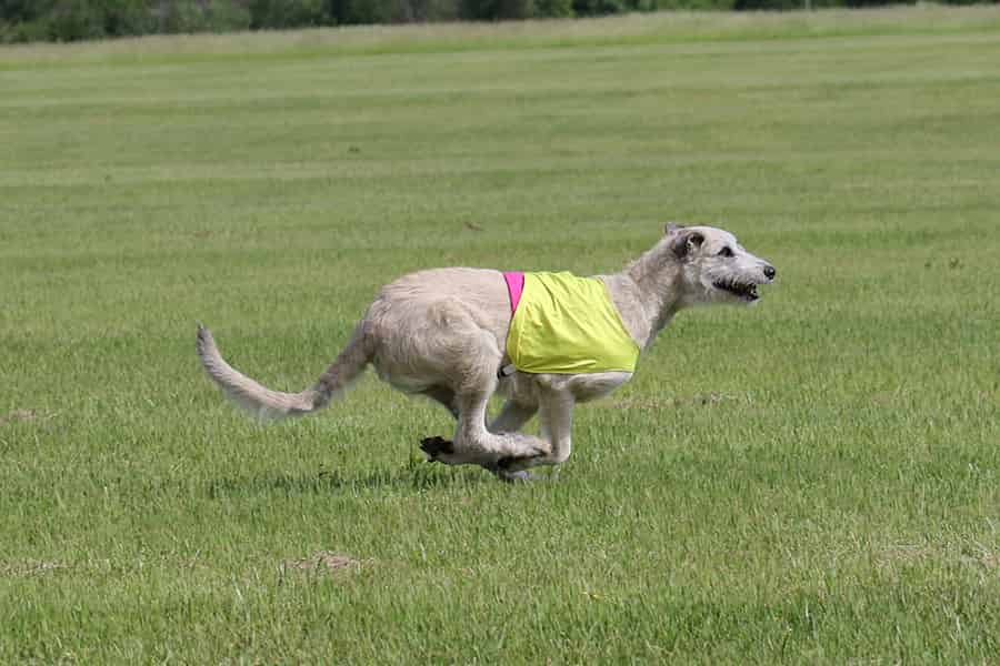 Aine, ASFA 2018 #1 Irish Wolfhound