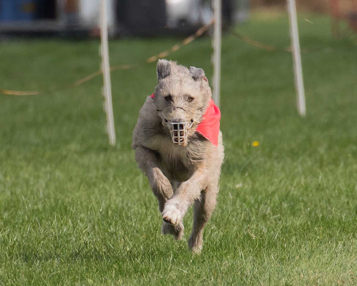 Brice racing down the track (photo credit: Dai Kshi Austin)