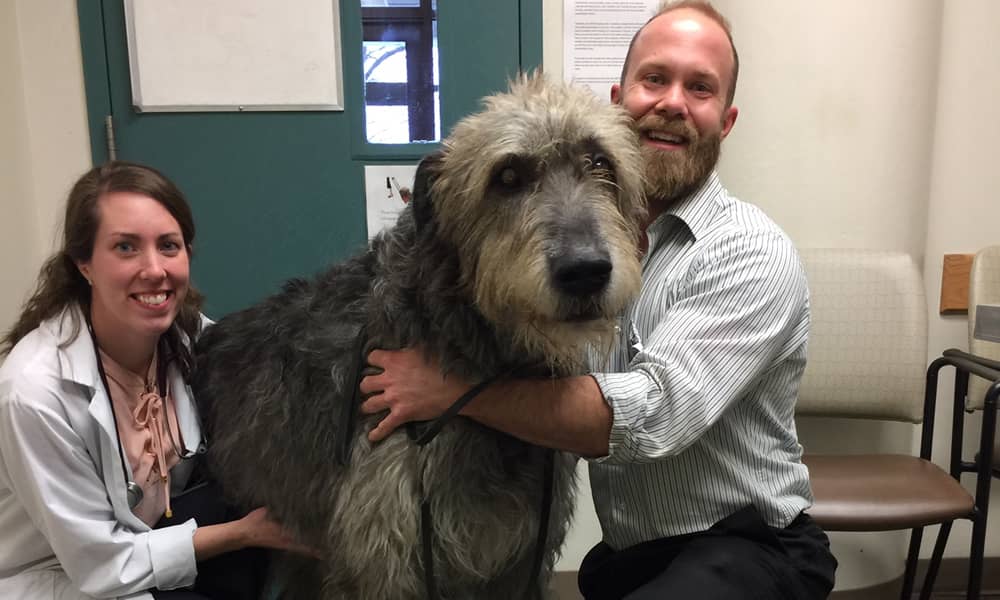 Wolfhound at the vet's office