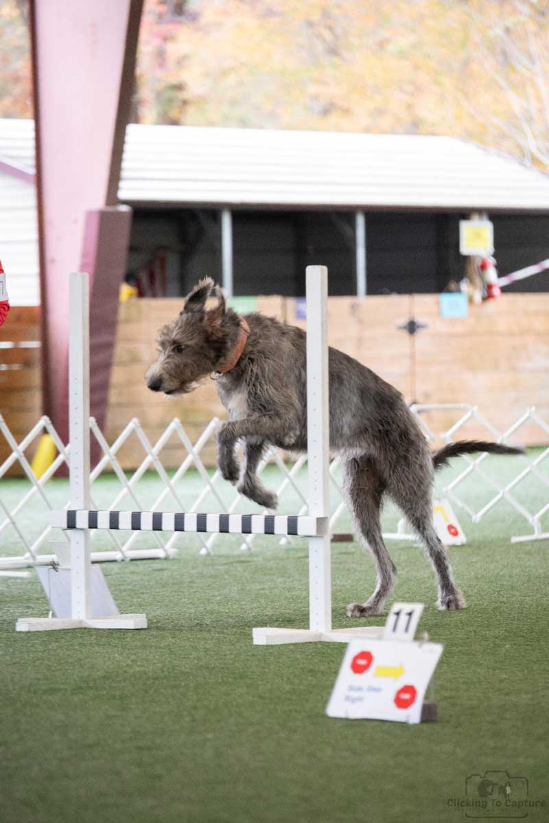 Lady Jupiter Of Glencairn RA SWN CGC TKN FITB