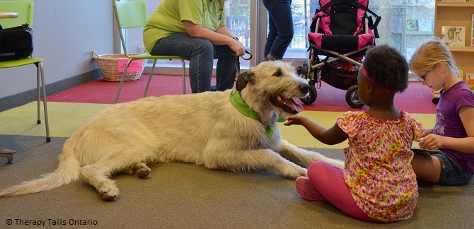 irish wolfhound therapy dog