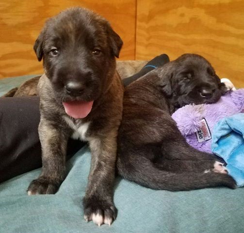 Scarlett sleeping next to her brother, 2 1/2 weeks