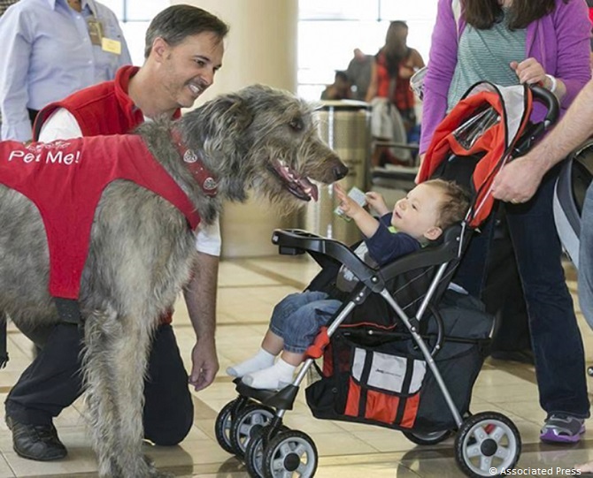 irish wolfhound therapy dog