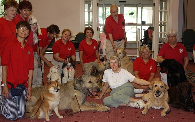 irish wolfhound therapy dog