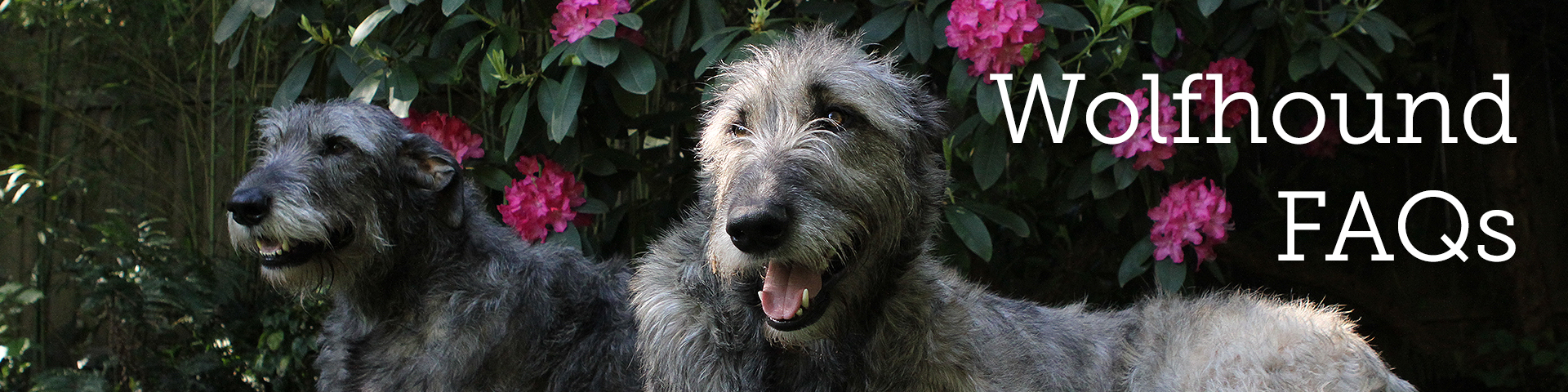 Wolfhound FAQs