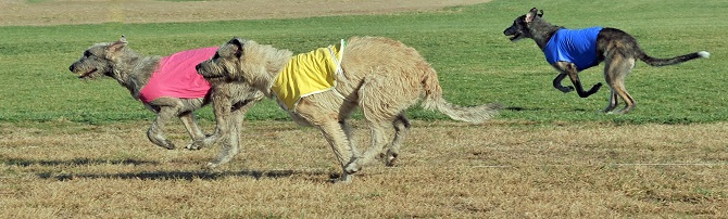 Wolfhounds lure coursing.