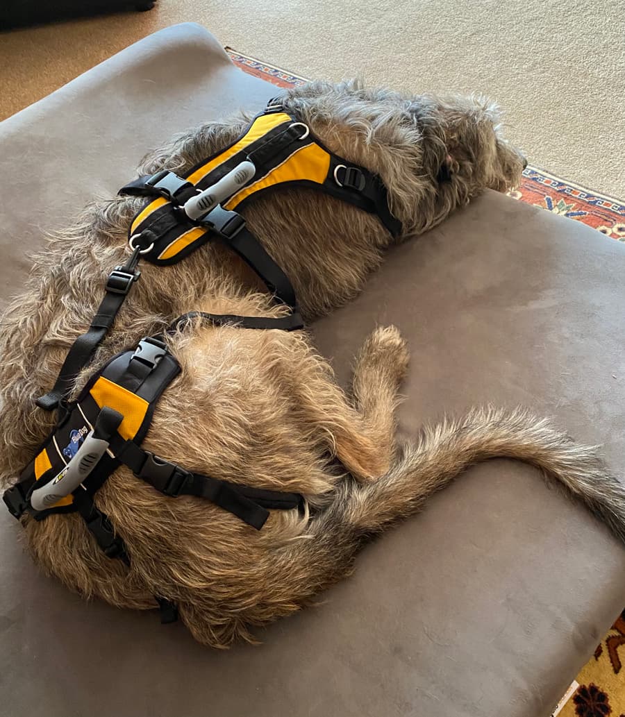 Irish Wolfhound wearing Help 'Em Up harness, laying down