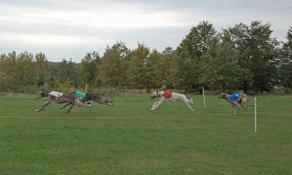 Irish Wolfhounds straight racing at LGRA event