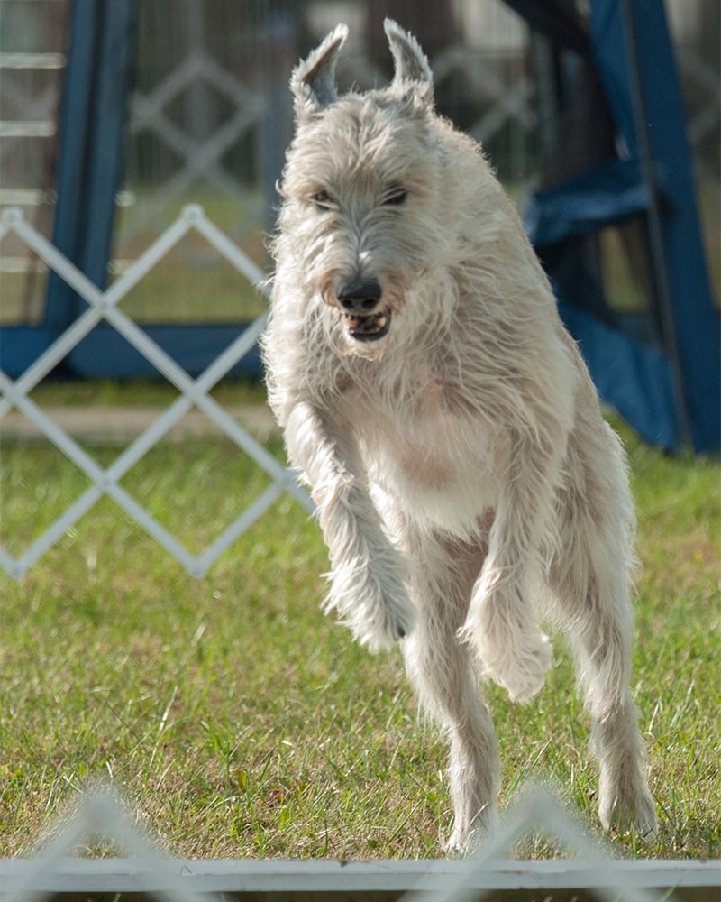 Irish Wolfhound jumping in obedience