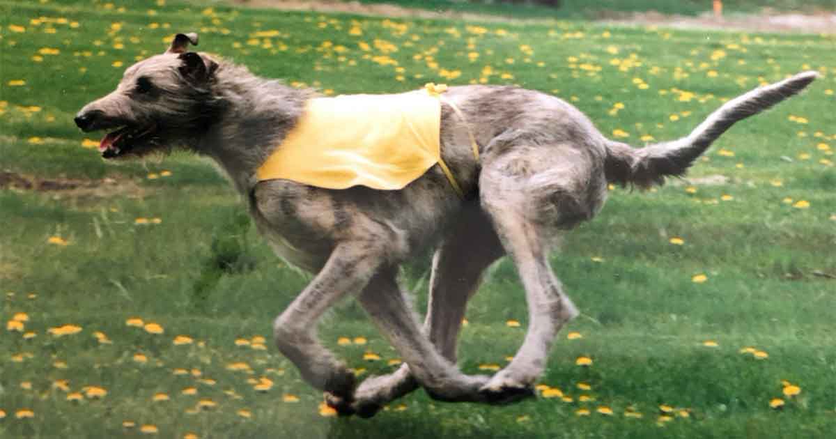 Stoneybrook Finn’s Mischief (Finnegan), owned by Karen Frederick and Michael Ferris and bred by Lynn and Judy Simon