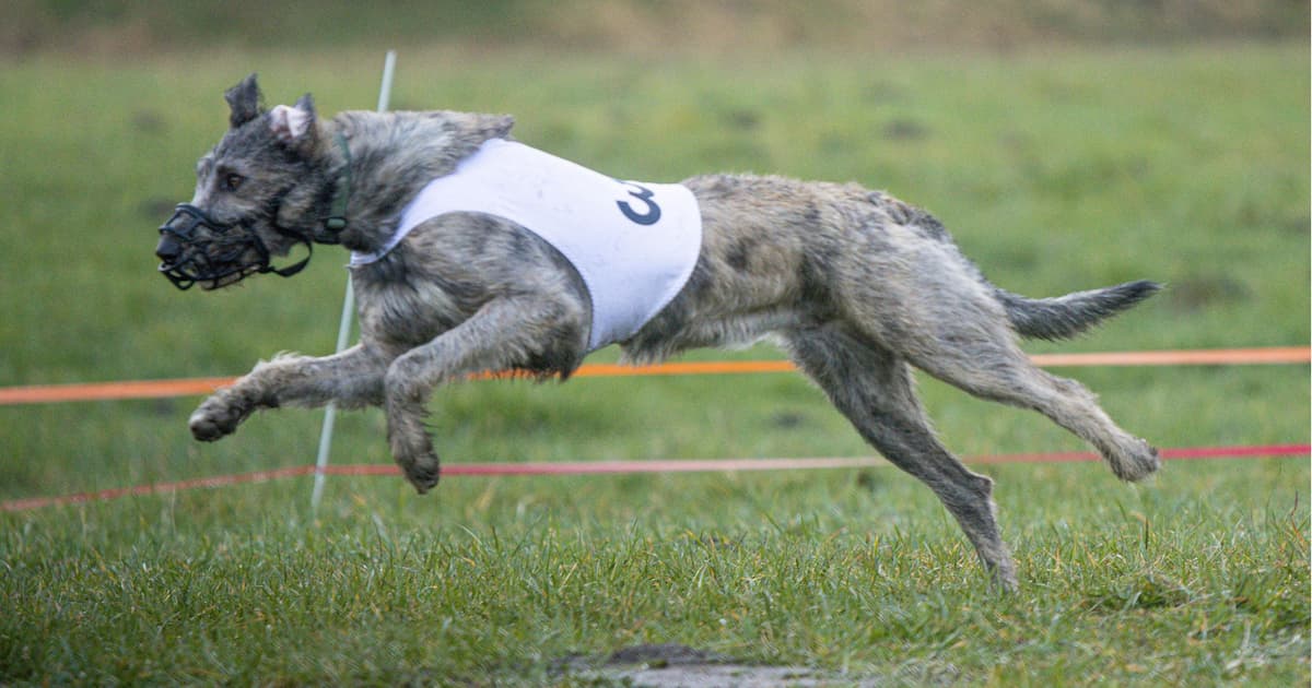 Brice racing down the track (photo credit: Dai Kshi Austin)