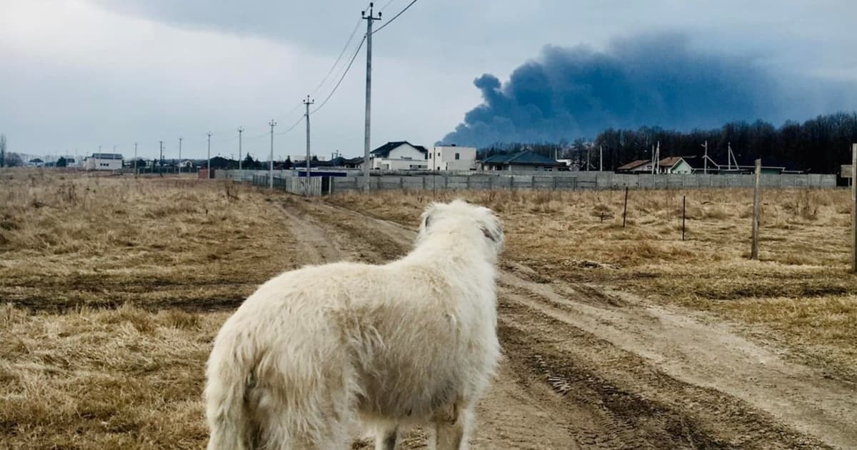 Victoria Bolkina's Irish Wolfhound watching smoke rise in the distance, Ukraine