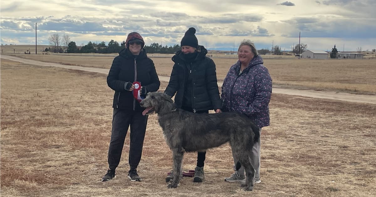 Paris lure coursing at the Rocky Mountain Irish Wolfhound Association trial (photo credit: Lori Walker)