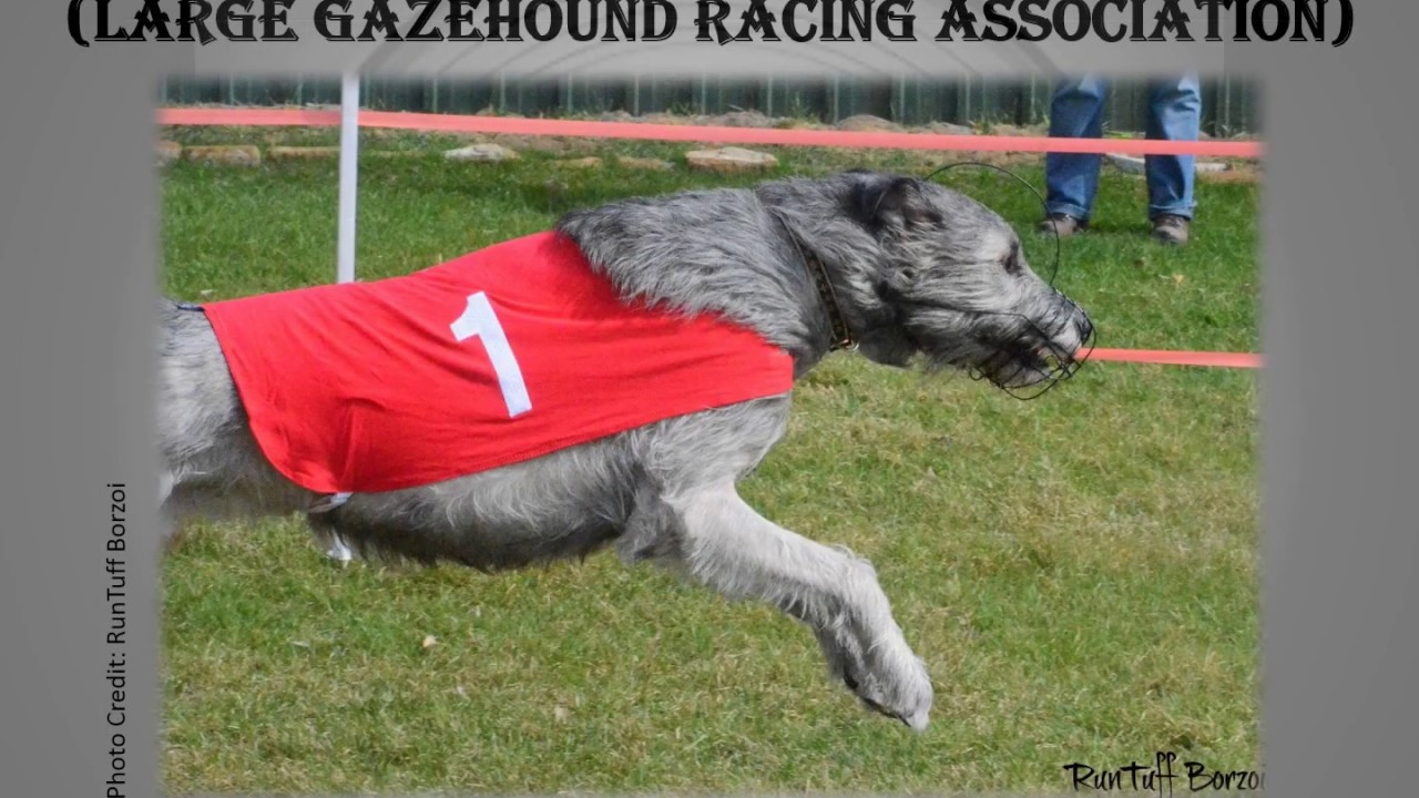 Top Performance Irish Wolfhounds in 2019
