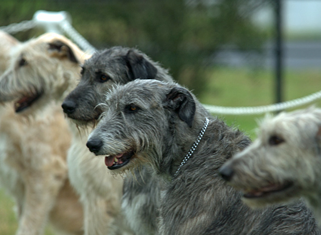 IWs in the Long Sit obedience exercise