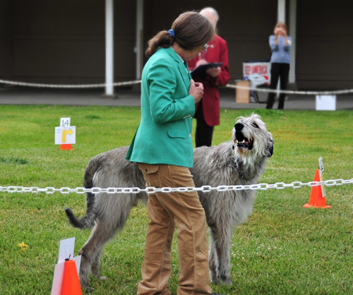 IW in Rally Obedience trial