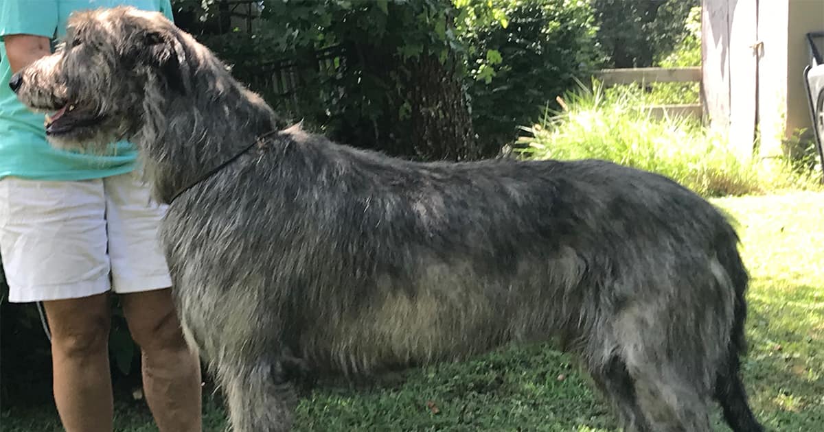 Irish Wolfhound - Irish Wolfhound Club of America, Inc.