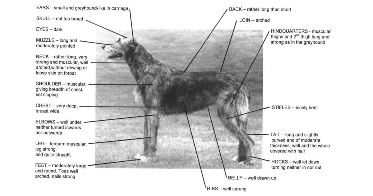 Irish wolfhound shop breed standard