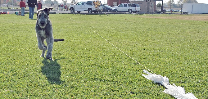 Wolfhound puppy practicing with the lure.