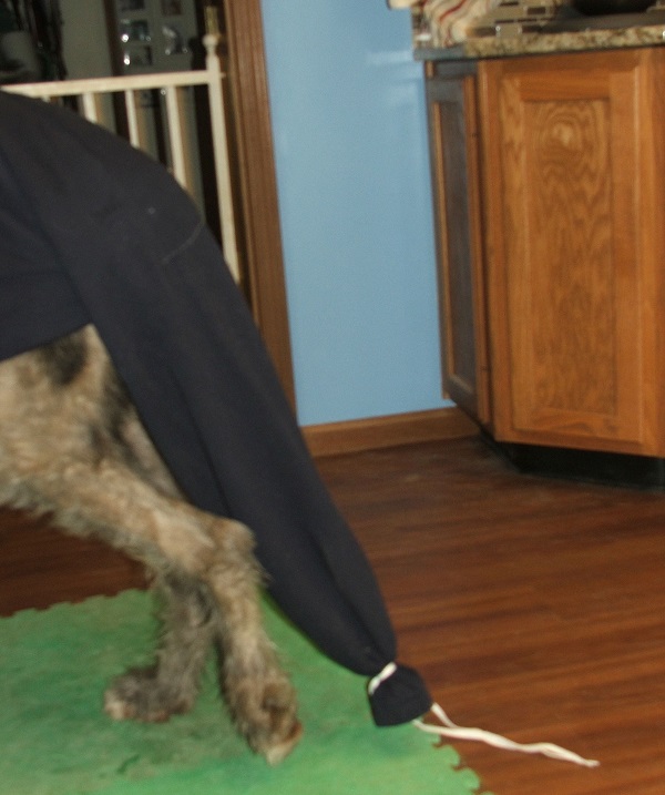 Figure 5. Pull the pants onto the dog, putting the two hind legs through the opening left by the cutaway leg and slipping the tail into the remaining leg.
