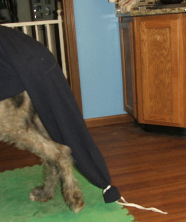 Dog deals tail bandage
