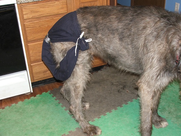 Figure 7. Tying the end of the sweatpant leg containing the tail to the waistband allows the dog to freely wag his tail but restricts contact with other surfaces.