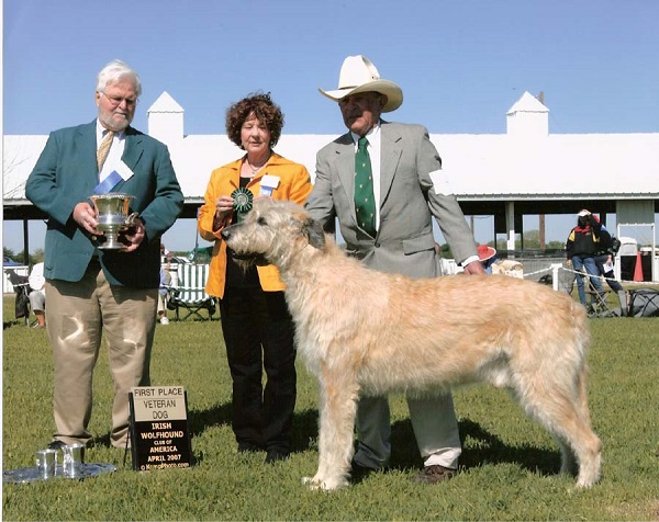 CH Prairie Creek Harvard FCh JC GRC - Versatility Certificate (VC)