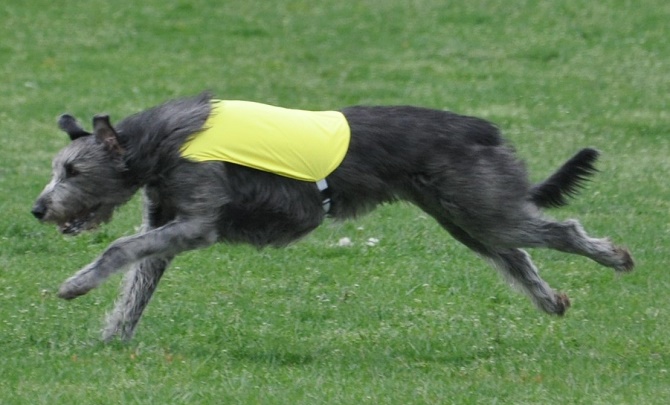 CH Franjo Pearla Dubh at Aeroglen FCh RA - Versatility Certificate (VC)